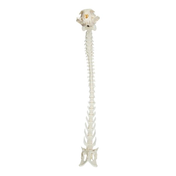 Real Domestic Cat Articulated Spine and Skull – Flexible Model