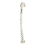 Real Domestic Cat Articulated Spine and Skull – Flexible Model