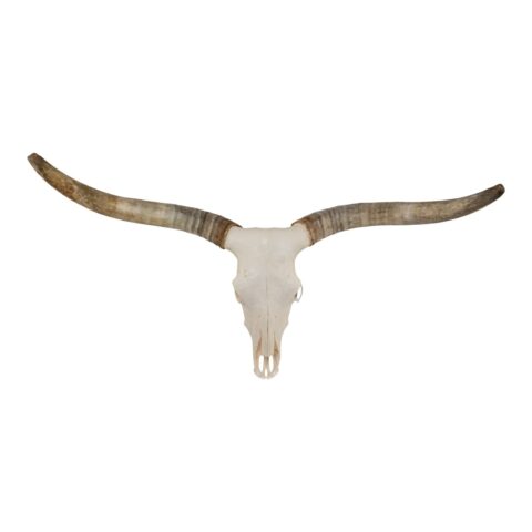 Real Longhorn Skull - Premium - 5800 g