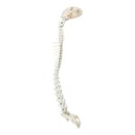 Real Domestic Cat Articulated Spine and Skull – Flexible Model