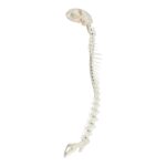 Real Domestic Cat Articulated Spine and Skull – Flexible Model
