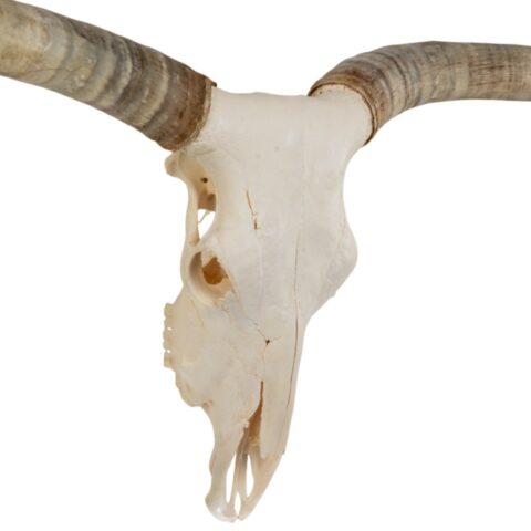 Real Longhorn Skull - Premium - 5800 g