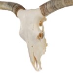 Real Longhorn Skull – Premium – 5800 g