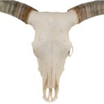 Real Longhorn Skull – Premium – 5800 g