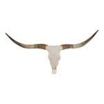Real Longhorn Skull – Premium