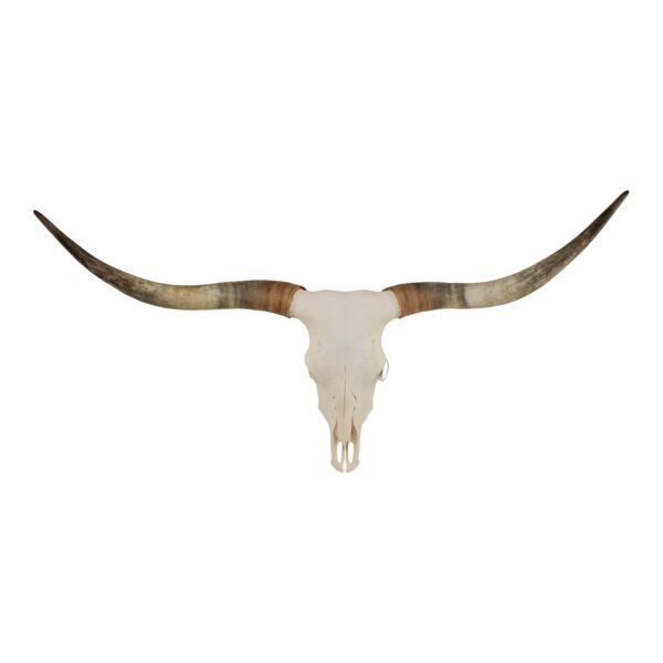 Real Longhorn Skull – Premium