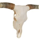 Real Longhorn Skull – Premium