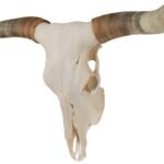 Real Longhorn Skull – Premium