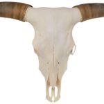 Real Longhorn Skull – Premium
