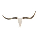 Real Longhorn Skull – Premium – 5000 g