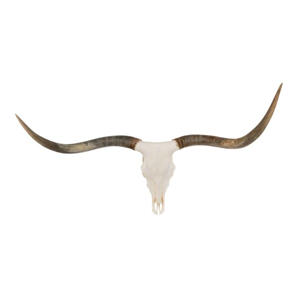 Real Longhorn Skull – Premium – 5000 g