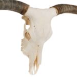 Real Longhorn Skull – Premium – 5000 g