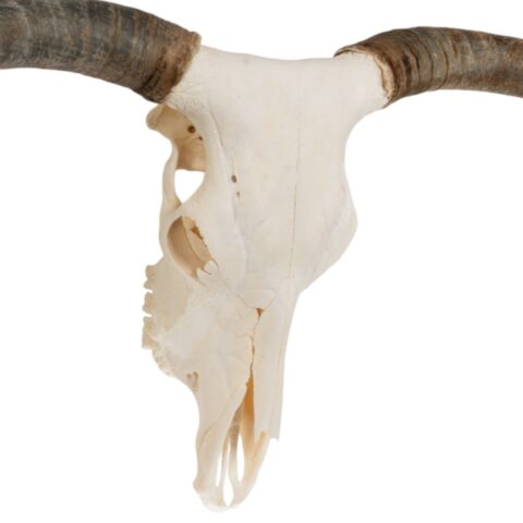 Real Longhorn Skull - Premium - 5000 g