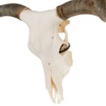 Real Longhorn Skull – Premium – 5000 g