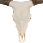 Real Longhorn Skull – Premium – 5000 g