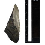 Real Megalodon Tooth – Half – 5.9966 oz