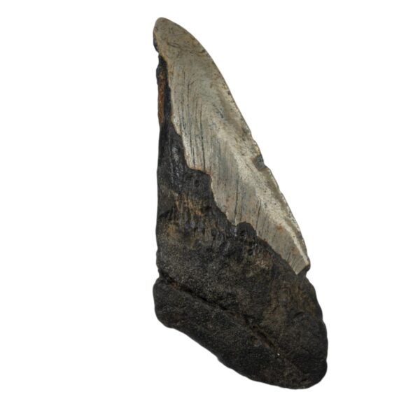 Real Megalodon Tooth – Half – 5.9966 oz