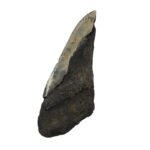 Real Megalodon Tooth – Half – 5.9966 oz