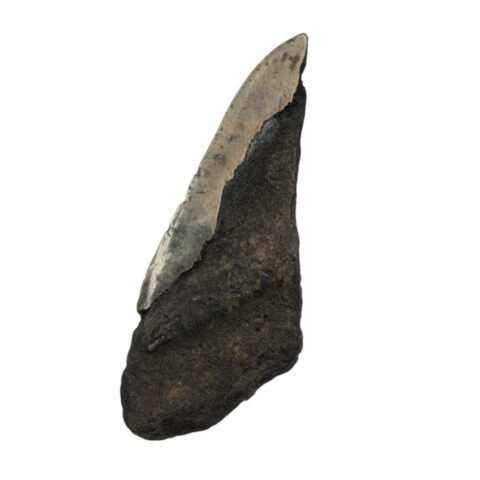 Real Megalodon Tooth - Half - 5.9966 oz