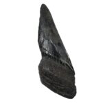 Real Megalodon Tooth – Half – 4.2329 oz