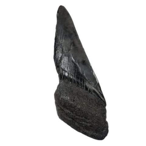 Real Megalodon Tooth - Half - 4.2329 oz