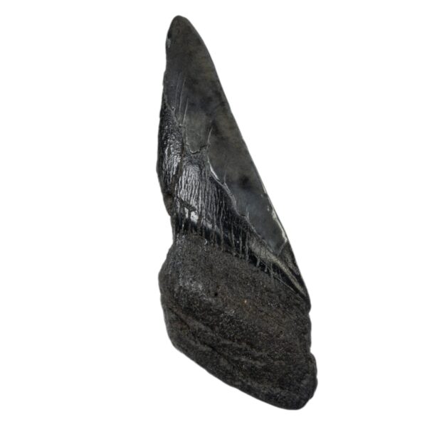 Real Megalodon Tooth – Half – 4.2329 oz