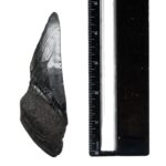 Real Megalodon Tooth – Half – 4.2329 oz
