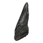 Real Megalodon Tooth – Half – 4.2329 oz