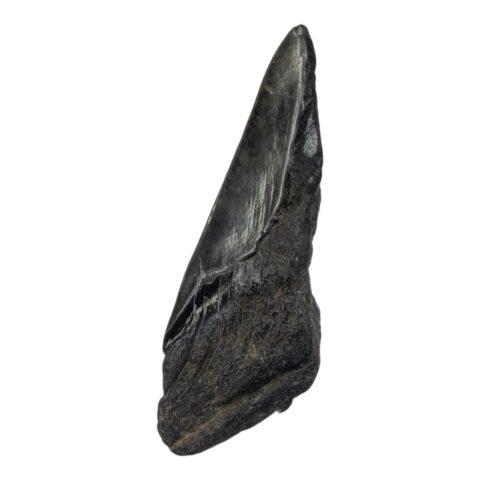 Real Megalodon Tooth - Half - 4.2329 oz