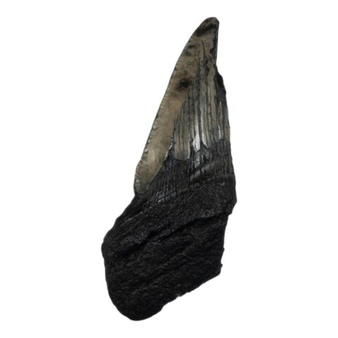 Real Megalodon Tooth - Half - 1.1993 oz