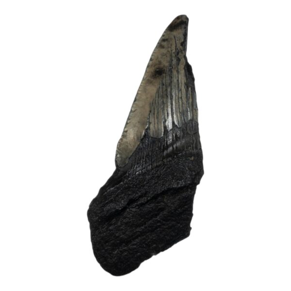 Real Megalodon Tooth – Half – 1.1993 oz