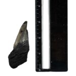 Real Megalodon Tooth – Half – 1.1993 oz