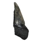 Real Megalodon Tooth – Half – 1.1993 oz