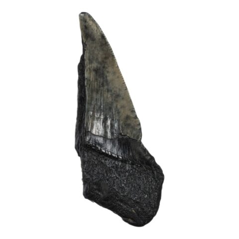 Real Megalodon Tooth - Half - 1.1993 oz