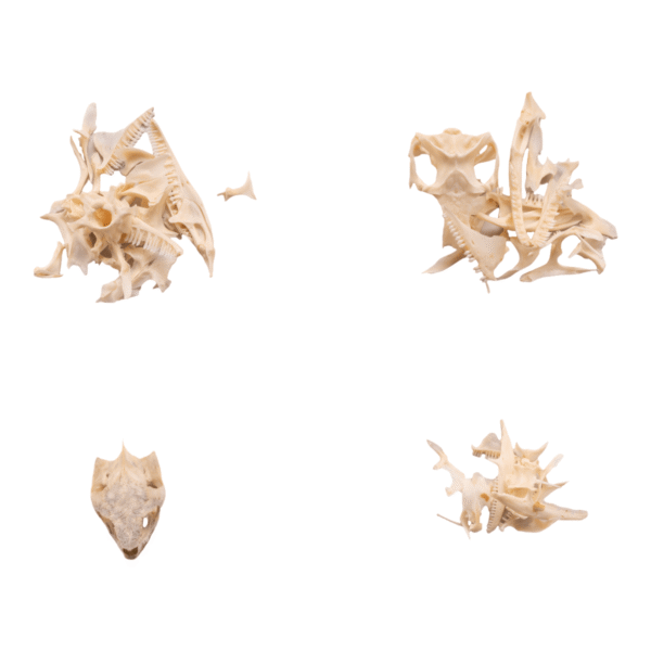 Real Bag-O-Reptile Skulls