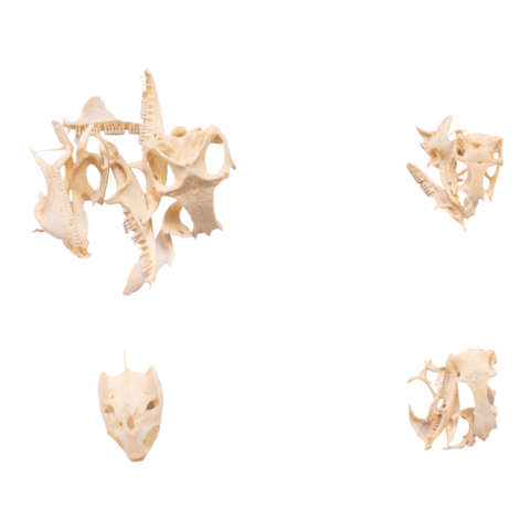 Real Bag-O-Reptile Skulls