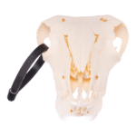 Real Sheep Skull – Adolescent