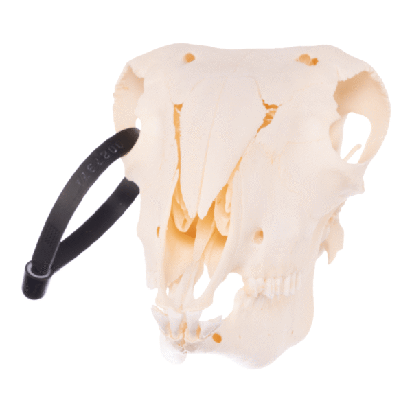 Real Sheep Skull – Adolescent