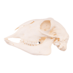 Real Sheep Skull – Adolescent