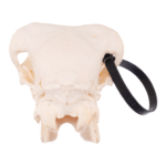 Real Sheep Skull – Adolescent