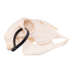 Real Sheep Skull – Adolescent