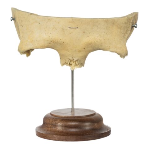 Real Human Partial Frontal Bone on Stand - 66 g