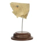 Real Human Partial Frontal Bone on Stand – 66 g