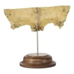 Real Human Partial Frontal Bone on Stand – 66 g