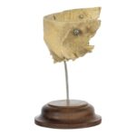 Real Human Partial Frontal Bone on Stand – 66 g