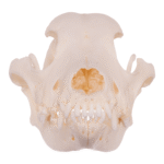 Real Domestic Dog Skull – Husky