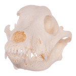 Real Domestic Dog Skull – Husky
