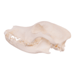 Real Domestic Dog Skull – Husky