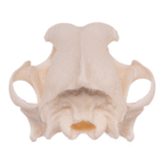 Real Domestic Dog Skull – Husky