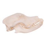 Real Domestic Dog Skull – Husky